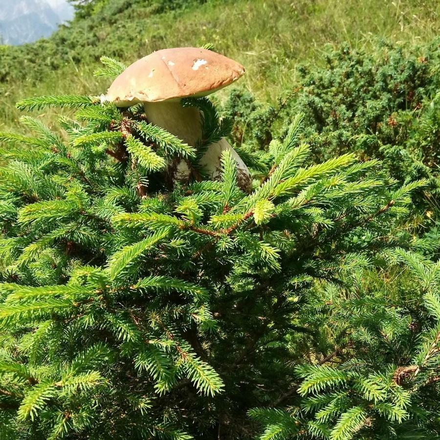 Appartamento Da Nicola e Laura Santo Stefano Di Cadore Esterno foto
